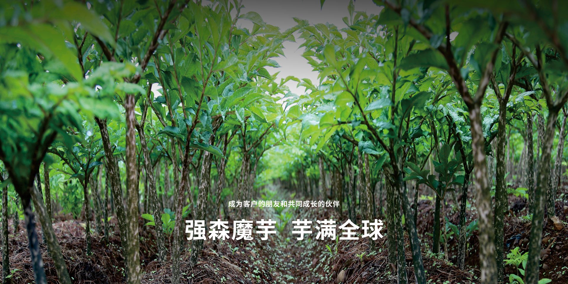 自1998年成立已来